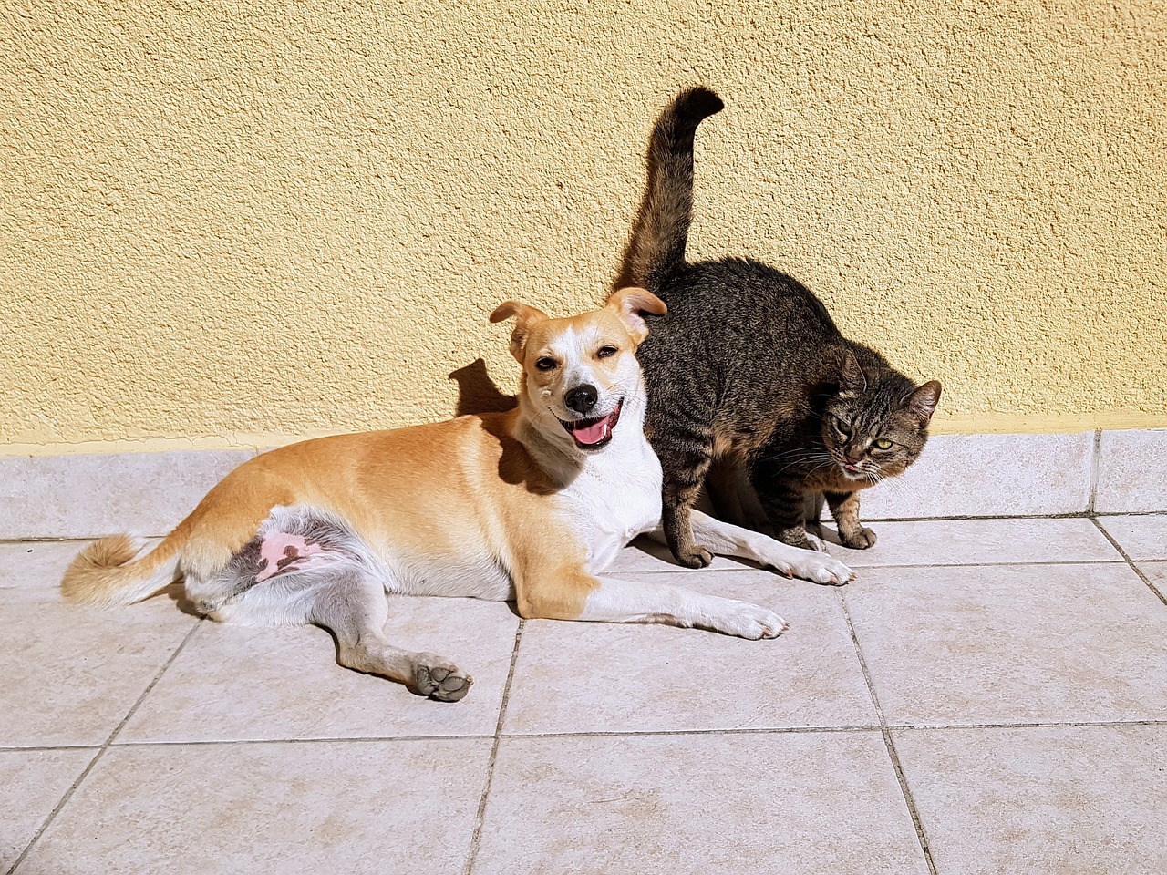 A pet cat and a pet dog